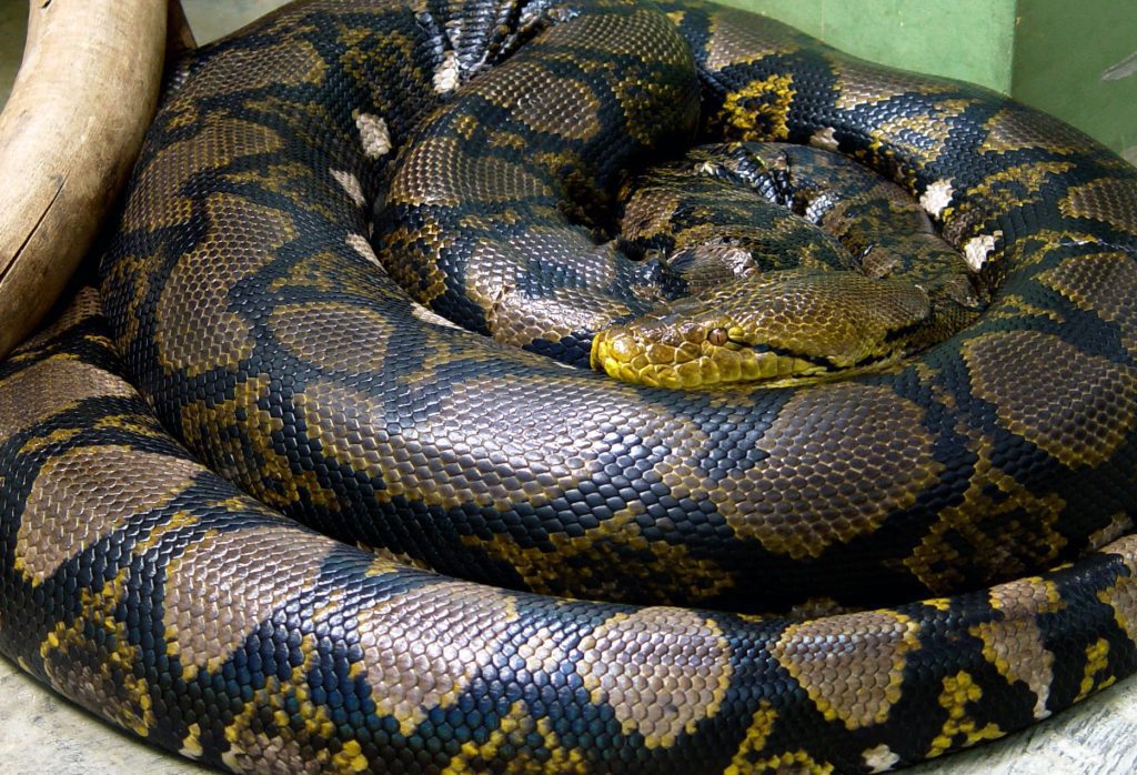 Python
