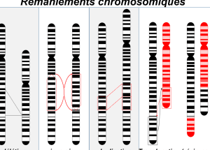 chromosomiques