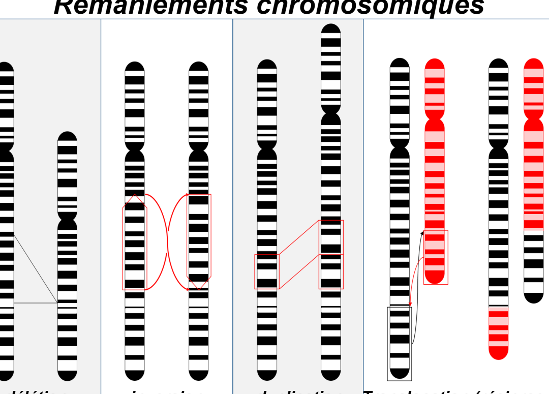 chromosomiques